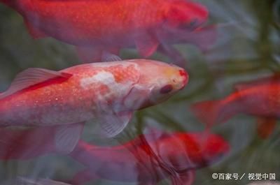 紅白錦鯉魚，如何鑒別高品質紅白錦鯉 觀賞魚市場（混養(yǎng)魚） 第5張