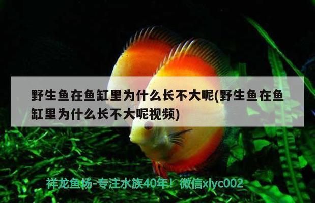 虎斑恐龍魚運(yùn)動(dòng)不足的影響，虎斑恐龍魚運(yùn)動(dòng)不足可能會(huì)帶來的影響 觀賞魚市場(chǎng)（混養(yǎng)魚） 第5張