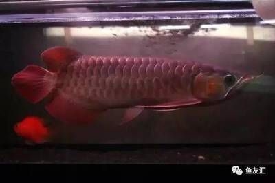 世界上最便宜的龍魚是什么魚，銀龍魚、星點龍魚、青龍魚、星點龍魚價格在45