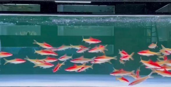 一眉道人魚繁殖期飼料配方，一眉道人魚的繁殖期飼料配方