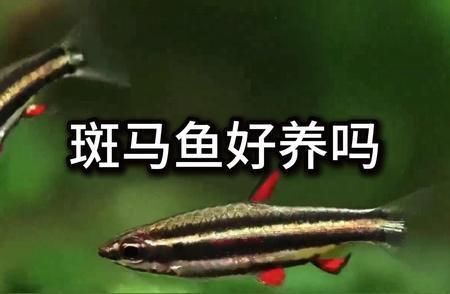 防止斑馬魚(yú)水質(zhì)污染方法，如何自制魚(yú)缸過(guò)濾系統(tǒng)，斑馬魚(yú)飼料選擇指南 觀賞魚(yú)市場(chǎng)（混養(yǎng)魚(yú)） 第3張