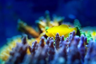 祥龍水族館親子活動內(nèi)容，祥龍水族館親子活動 觀賞魚市場（混養(yǎng)魚） 第5張