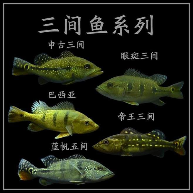 藍(lán)帆三間魚(yú)，養(yǎng)殖藍(lán)帆三間魚(yú)需要注意以下幾個(gè)方面，藍(lán)帆三間魚(yú)的繁殖方法