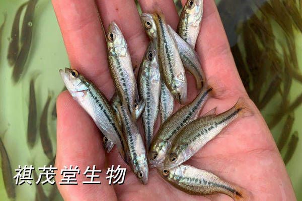 細線銀版魚疾病預(yù)防的量化指標，關(guān)于細線銀版魚疾病預(yù)防的量化指標 觀賞魚市場（混養(yǎng)魚） 第1張