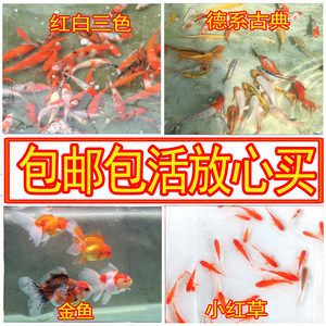 三色錦鯉魚繁殖水質(zhì)要求，三色錦鯉繁殖期如何調(diào)節(jié)水溫，如何檢測錦鯉養(yǎng)殖水中的有害物質(zhì) 觀賞魚市場（混養(yǎng)魚） 第4張