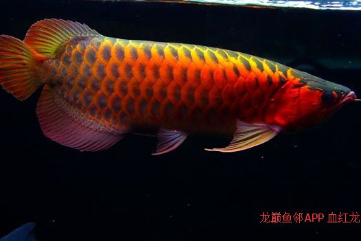 龍魚怎么區(qū)分亞成魚和成魚的區(qū)別，如何判斷龍魚的亞成魚和成魚 龍魚百科 第1張