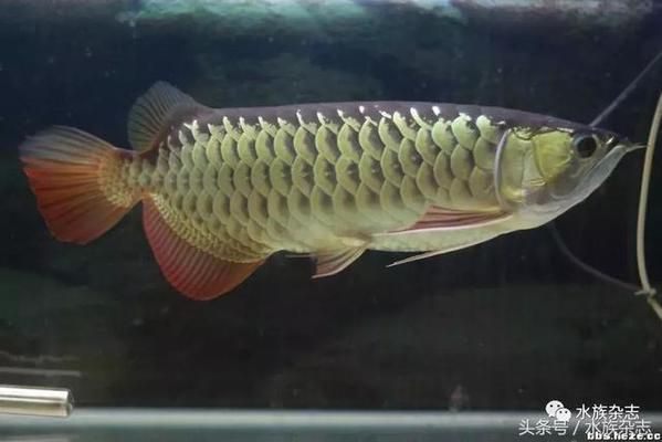 龍魚分類檔次，龍魚的分類和檔次 龍魚百科 第2張