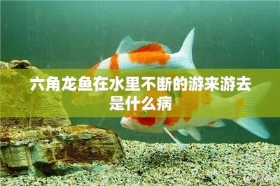 六角恐龍魚活潑游來游去，六角恐龍魚水質(zhì)管理技巧，六角恐龍魚常見疾病預(yù)防