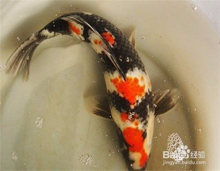 龍鳳鯉魚飼料選擇技巧 觀賞魚市場（混養(yǎng)魚） 第4張