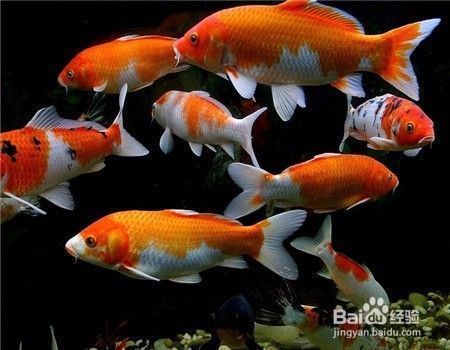 龍鳳鯉魚飼料選擇技巧 觀賞魚市場（混養(yǎng)魚） 第2張