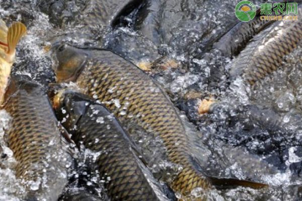 七紋巨鯉魚養(yǎng)殖技術(shù)要點，七紋巨鯉魚養(yǎng)殖技術(shù)要點七紋巨鯉魚養(yǎng)殖經(jīng)濟效益分析