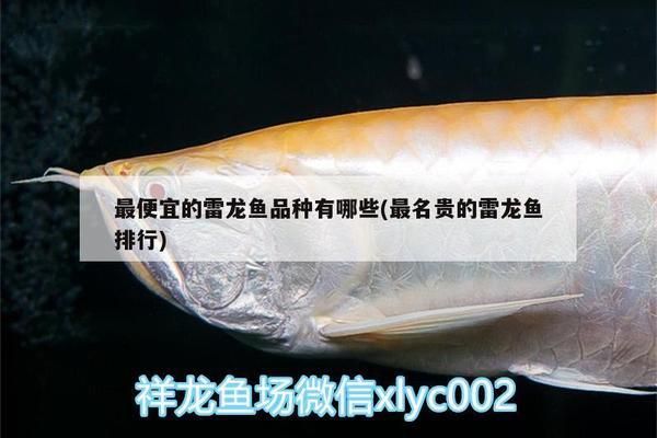 什么雷龍魚最便宜，最便宜的雷龍魚品種介紹 龍魚百科 第2張