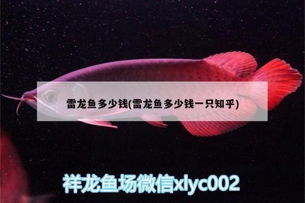 什么雷龍魚最便宜，最便宜的雷龍魚品種介紹 龍魚百科 第3張