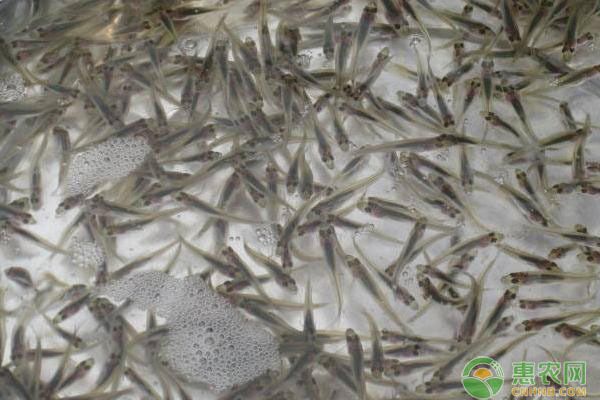 金龍魚幼魚喂什么食物長得快，金龍魚幼魚喂食頻率調(diào)整技巧金龍魚幼魚喂食頻率調(diào)整技巧