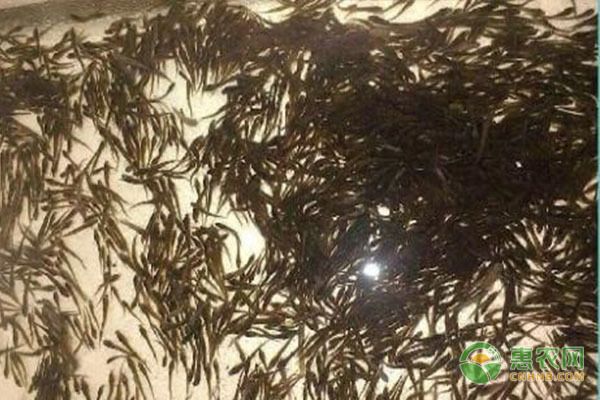 金龍魚幼魚喂什么食物長得快，金龍魚幼魚喂食頻率調(diào)整技巧金龍魚幼魚喂食頻率調(diào)整技巧 龍魚百科 第3張