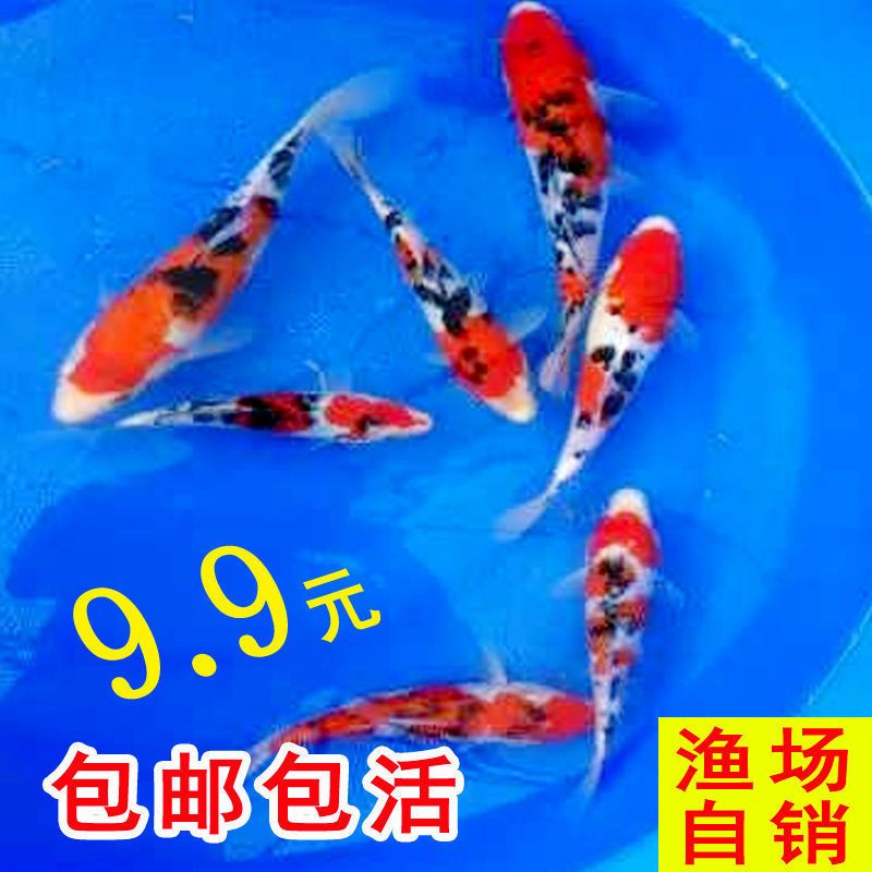 大正錦鯉日常養(yǎng)護(hù)要點(diǎn)，大正錦鯉水溫調(diào)控技巧,防止大正錦鯉疾病的有效方法 觀賞魚(yú)市場(chǎng)（混養(yǎng)魚(yú)） 第4張