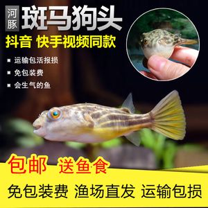 斑馬狗頭魚消化問題處理，如何處理斑馬狗頭魚的消化問題 觀賞魚市場（混養(yǎng)魚） 第4張