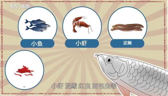 七彩銀龍魚(yú)主要吃什么？，七彩銀龍魚(yú)主要食物介紹 龍魚(yú)百科 第2張