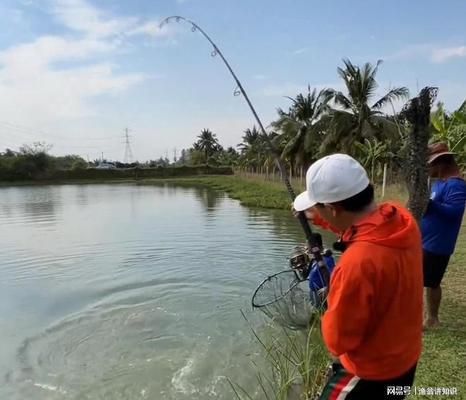 巨骨舌魚幼魚的天敵有哪些，世界上最大的淡水魚之一巨骨舌魚幼魚可能會面臨多種天敵 觀賞魚市場（混養(yǎng)魚） 第4張