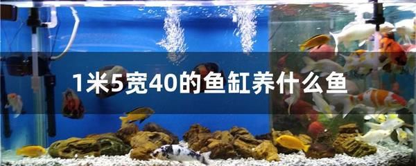 龍魚與紅老虎魚混養(yǎng)的最佳環(huán)境，龍魚與紅老虎魚混養(yǎng)的最佳環(huán)境應(yīng)具備以下特點 觀賞魚市場（混養(yǎng)魚） 第3張