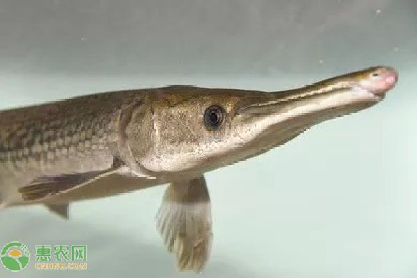 元寶鳳凰魚適宜混養(yǎng)的品種，元寶鳳凰魚可以與多種性格溫和的觀賞魚混養(yǎng)飼料選擇 元寶鳳凰魚百科 第1張