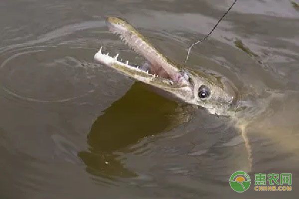 元寶鳳凰魚適宜混養(yǎng)的品種，元寶鳳凰魚可以與多種性格溫和的觀賞魚混養(yǎng)飼料選擇 元寶鳳凰魚百科 第3張