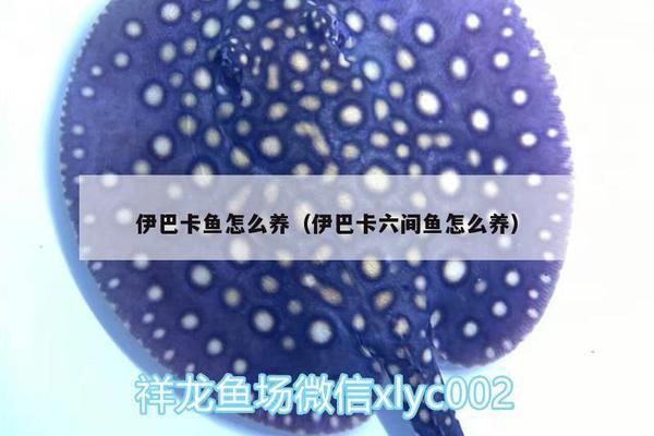 伊巴卡魚飼料搭配建議，伊巴卡魚專用飼料品牌推薦 觀賞魚市場（混養(yǎng)魚） 第1張