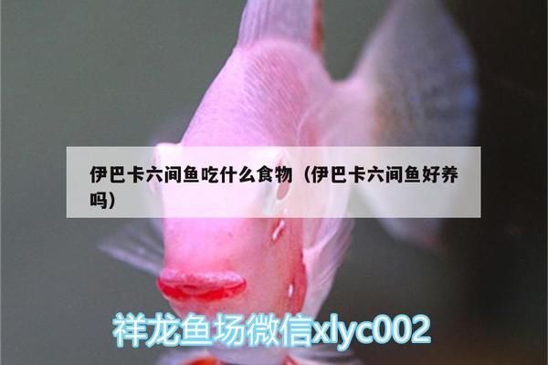 伊巴卡魚飼料搭配建議，伊巴卡魚專用飼料品牌推薦 觀賞魚市場（混養(yǎng)魚） 第5張