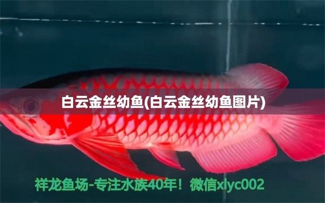 斑馬鴨嘴魚繁殖期注意事項(xiàng)，斑馬鴨嘴魚繁殖期需要注意以下幾個(gè)方面，以確保繁殖的成功率 觀賞魚市場（混養(yǎng)魚） 第3張