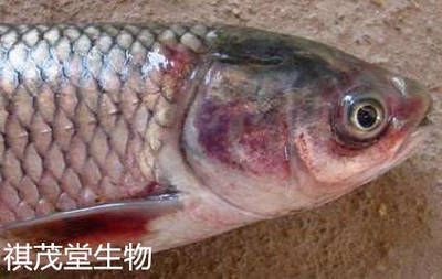 七紋巨鯉魚豎鱗病的預(yù)防方法，七紋巨鯉魚水質(zhì)監(jiān)測(cè)方法七紋巨鯉魚水質(zhì)監(jiān)測(cè)方法 觀賞魚市場(chǎng)（混養(yǎng)魚） 第5張