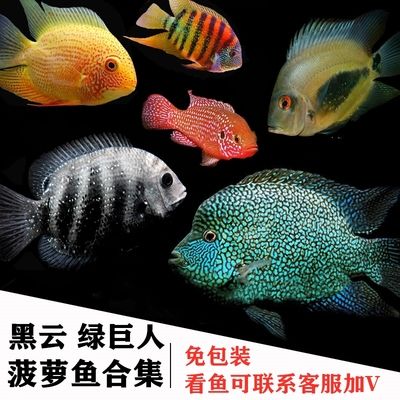 黑云魚與菠蘿魚的區(qū)別，黑云魚和菠蘿魚是兩種不同的魚類，觀賞魚水質(zhì)管理方法 觀賞魚市場（混養(yǎng)魚） 第5張