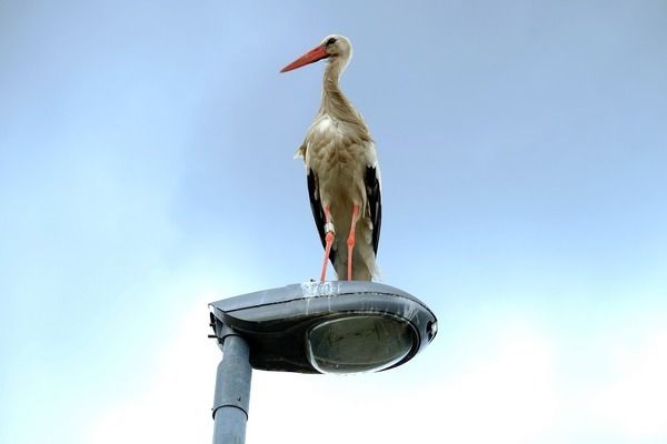 巨暴魚苗常見疾病預防，巨暴魚苗常見疾病預防措施 觀賞魚市場（混養(yǎng)魚） 第3張