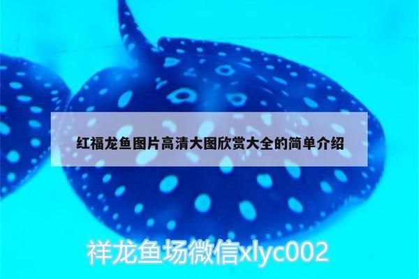 白子黃化銀龍魚選購技巧，如何挑選白子黃化銀龍魚