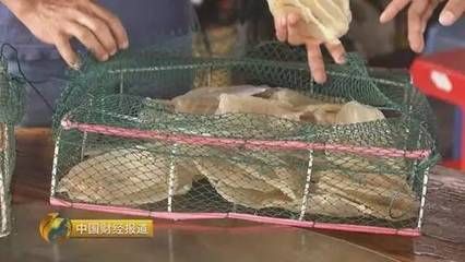 巴西鯛魚苗高效養(yǎng)殖案例，巴西鯛魚苗的高效養(yǎng)殖 觀賞魚市場(chǎng)（混養(yǎng)魚） 第4張