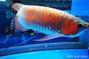 龍魚貴不貴，龍魚市場價格波動原因 龍魚百科 第5張