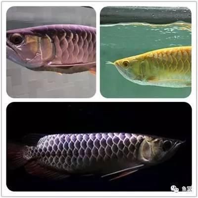 金龍魚怎么挑選品種的魚，如何挑選金龍魚 龍魚百科 第4張