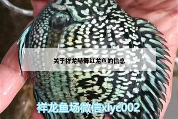 金龍魚繁殖技巧和注意事項(xiàng)，金龍魚的繁殖技巧和注意事項(xiàng) 觀賞魚市場（混養(yǎng)魚） 第2張