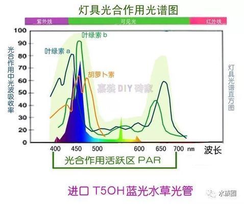 LED燈對(duì)水草生長(zhǎng)的作用機(jī)制，led燈對(duì)水草生長(zhǎng)的影響 觀賞魚(yú)市場(chǎng)（混養(yǎng)魚(yú)） 第3張