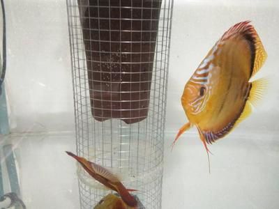 埃及神仙魚(yú)繁殖行為解析，埃及神仙魚(yú)的繁殖期行為變化，埃及神仙魚(yú)繁殖難點(diǎn)解決方案 觀賞魚(yú)市場(chǎng)（混養(yǎng)魚(yú)） 第3張