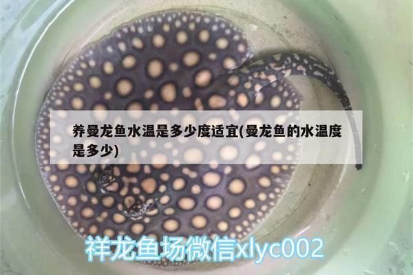 朱巴利魚混養(yǎng)水質(zhì)要求，朱巴利魚混養(yǎng)常見疾病預(yù)防朱巴利魚混養(yǎng)水質(zhì)的要求 觀賞魚市場(chǎng)（混養(yǎng)魚） 第4張