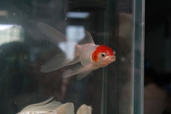 斑馬狗頭魚繁殖期餌料自制方法，斑馬狗頭魚繁殖期飼料配方 觀賞魚市場(chǎng)（混養(yǎng)魚） 第5張