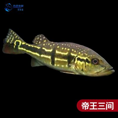 巴西亞魚常見疾病預(yù)防，巴西亞魚與龍魚混養(yǎng)技巧 觀賞魚市場(chǎng)（混養(yǎng)魚） 第4張