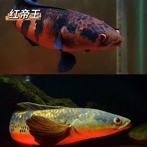 雷龍魚商紅色水，關(guān)于“雷龍魚商紅色水”的詳細(xì)解釋