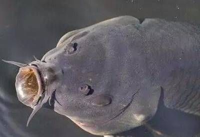 成魚期葷腥與素食選擇，成魚期的葷腥與素食的選擇 觀賞魚市場（混養(yǎng)魚） 第2張