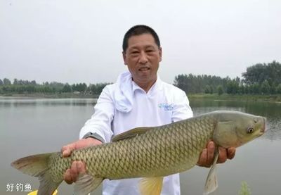 成魚期葷腥與素食選擇，成魚期的葷腥與素食的選擇 觀賞魚市場（混養(yǎng)魚） 第1張