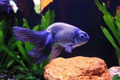 薩伊藍(lán)魚繁殖期飼料選擇，薩伊藍(lán)魚繁殖期飼料保存技巧薩伊藍(lán)魚繁殖期飼料搭配比例 觀賞魚市場(chǎng)（混養(yǎng)魚） 第1張