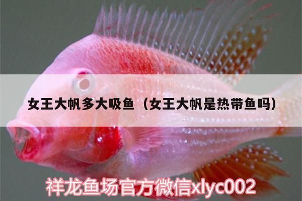 女王大帆魚(yú)的日常護(hù)理，女王大帆魚(yú)日常護(hù)理需要綜合考慮水質(zhì)管理、合理喂食、疾病預(yù)防 觀賞魚(yú)市場(chǎng)（混養(yǎng)魚(yú)） 第3張