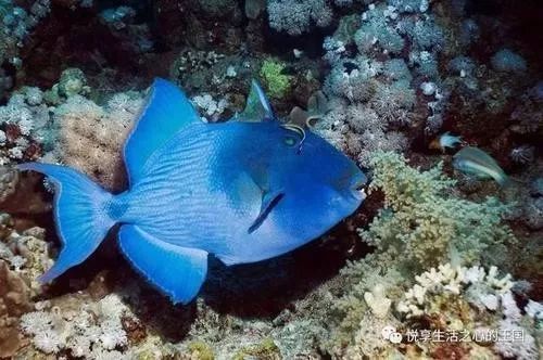 鯊魚攻擊前的行為信號，鯊魚攻擊人類的行為信號