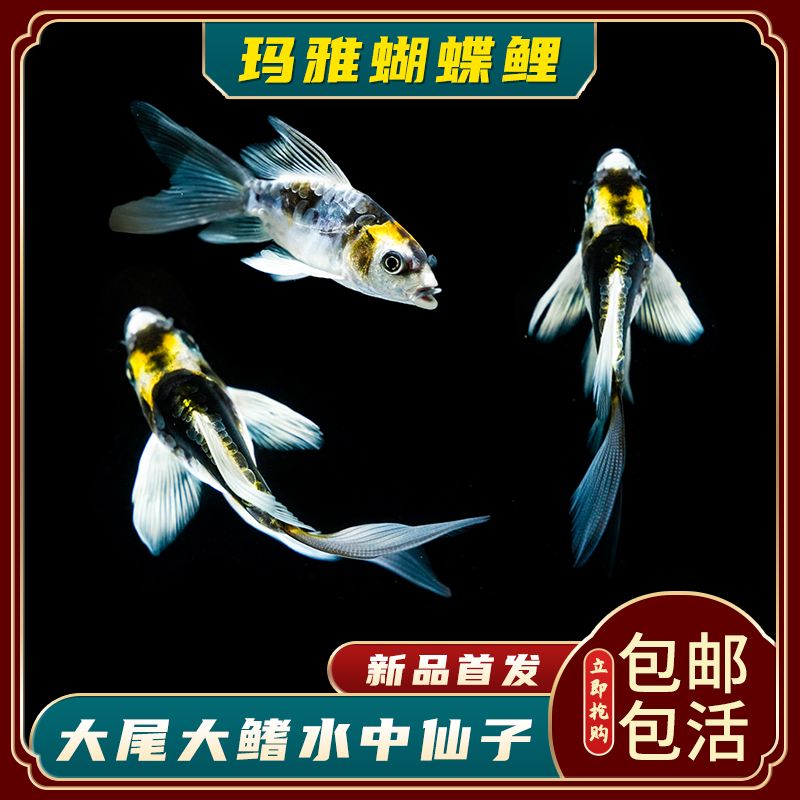 蝴蝶鯉魚苗疾病預(yù)防措施，如何判斷蝴蝶鯉魚苗健康 觀賞魚市場（混養(yǎng)魚） 第3張