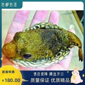 斑馬狗頭魚地區(qū)價格對比，斑馬狗頭魚在不同地區(qū)的大概價格對比 觀賞魚市場（混養(yǎng)魚） 第2張